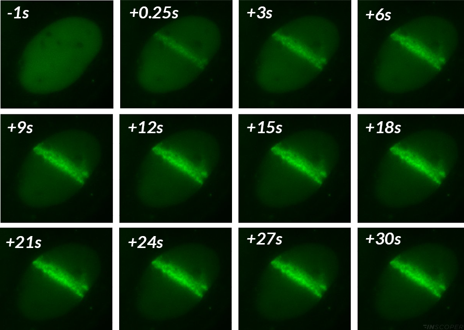 ALC1 recruitment to DNA damages 