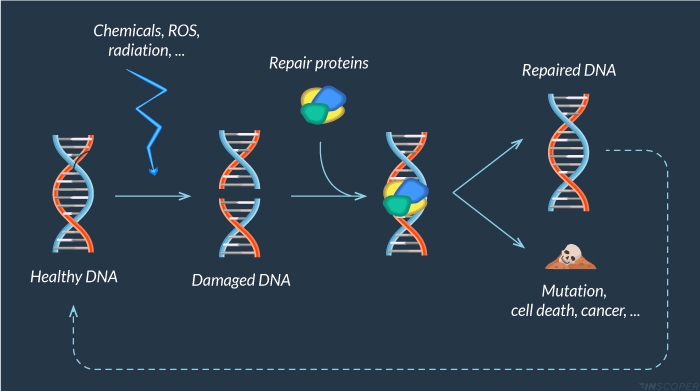 dna-damage-response