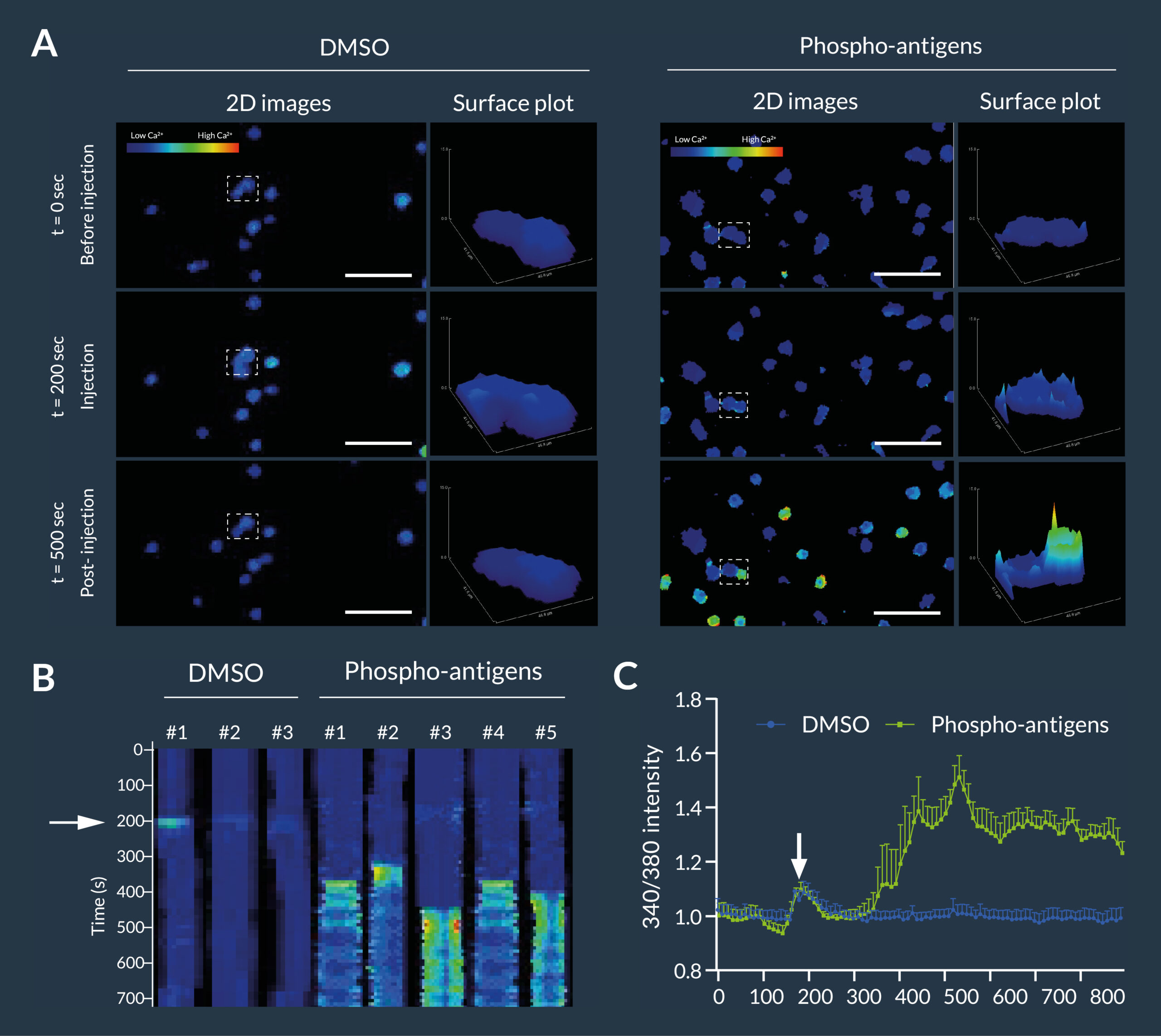 t-cells-activation-inscoper