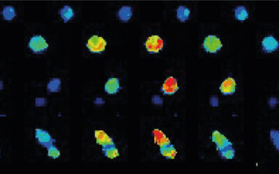 Live calcium imaging to monitor T cells activation using Inscoper liveRATIO