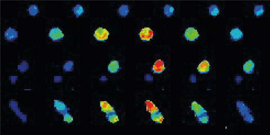 Live calcium imaging to monitor T cells activation using Inscoper liveRATIO
