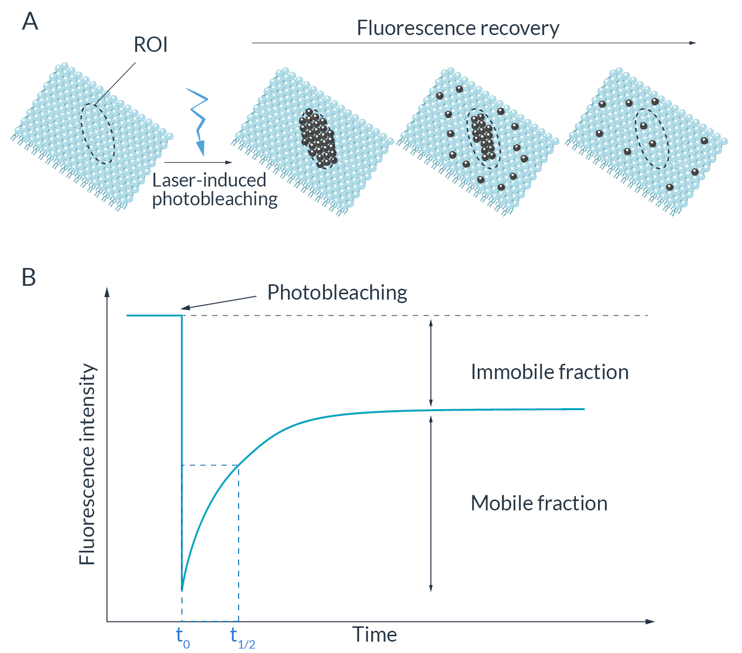 fig1_principle of FRAP imaging