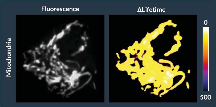 mitochondria-flim-fret