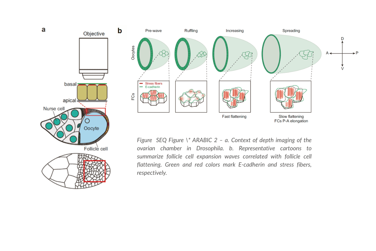 Figure of an ovarian chamber in Drosophila 
