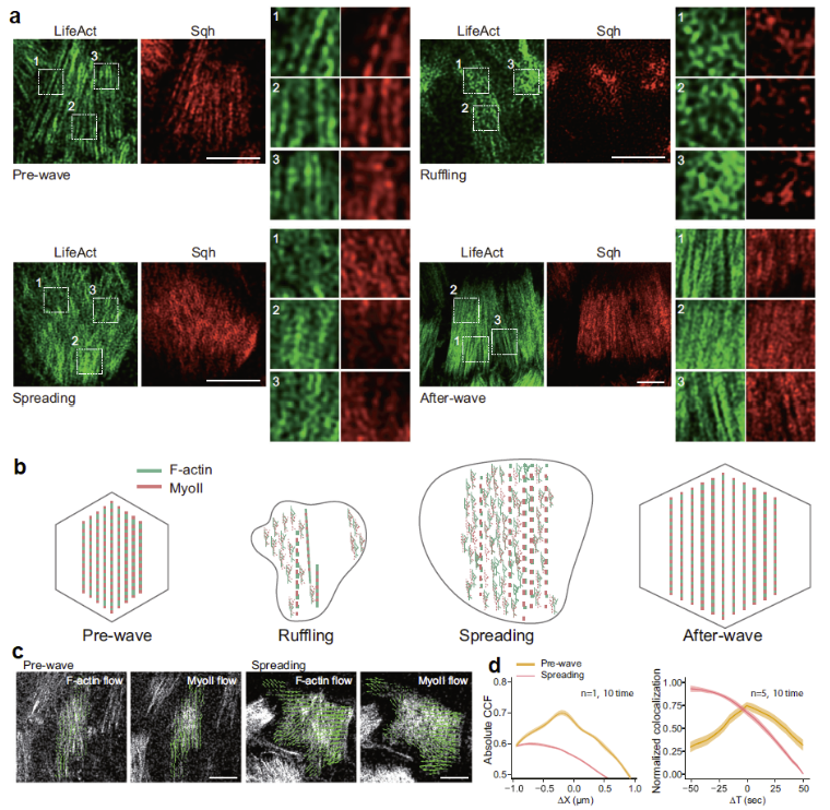 Nanoscale structures of basal actomyosin networks