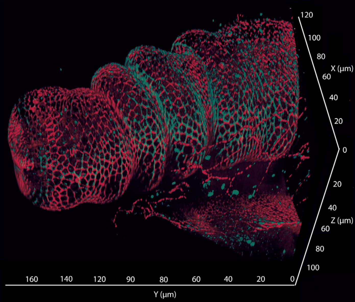 liveDRIM deeper image acquisition sample