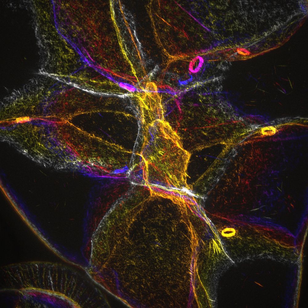 liveDRIM long-term image acquisition  with low phototoxicity