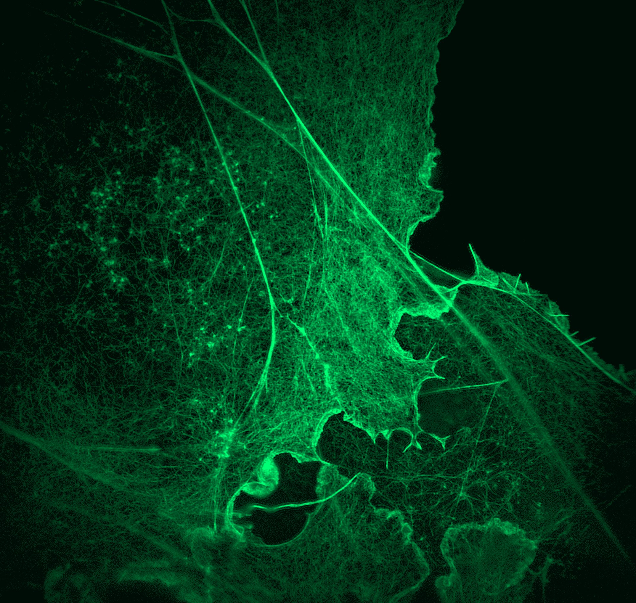 liveDRIM sharper image acquisition sample