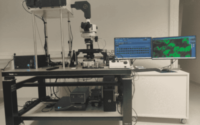 Intravital mice study – University of Rouen Normandy, HeRacLeS cluster, France